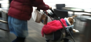 Japan Impressions: (Stereotype Alert!)
