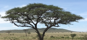Tanzania 3: Migration